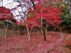 第八百八十三作　　「もみじふるふる　舞い落ちてさへ　愛おしく」　神奈川県川崎　