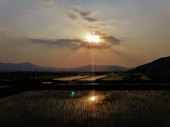  第千五十一作　　「畦に腰を　田んぼ楽しんでゐる」　福井県阪谷