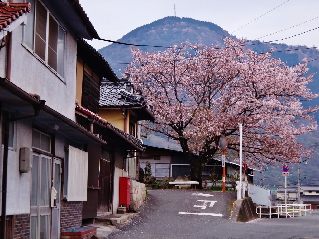 第千三百六十五作　　「さくら浅紫に　沈みゆく　ゆふべ」　岡山県高梁　