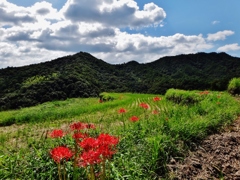 第千五百四十七作　　「稲の刈られて　ほつと息つく　おひがんばな」　香川県小豆島