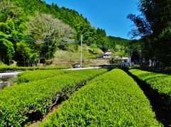 第三千五百八十四作　「茶畑の　新芽かわいや　ほととぎす」　山梨県南部