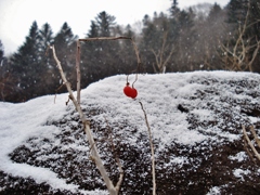 第千二百五十二作　　「雪に埋もれる草の実の　紅一点の意地として」　北海道豊平