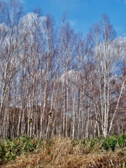 第三千七十八作　「枯れて　なほ良ひ　しらかば林」　北海道豊平