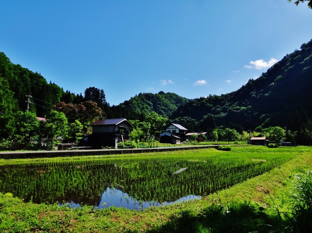 第四千七作　「田へ映す　くつきり山の　良さを味わふ」　福井県和泉