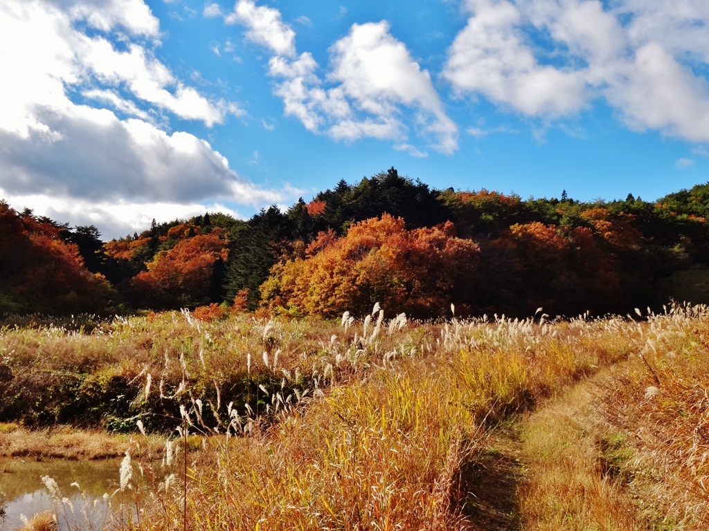 第千二百二十一作　　「歩けるだけは歩く　秋の只中」　福島県いわき