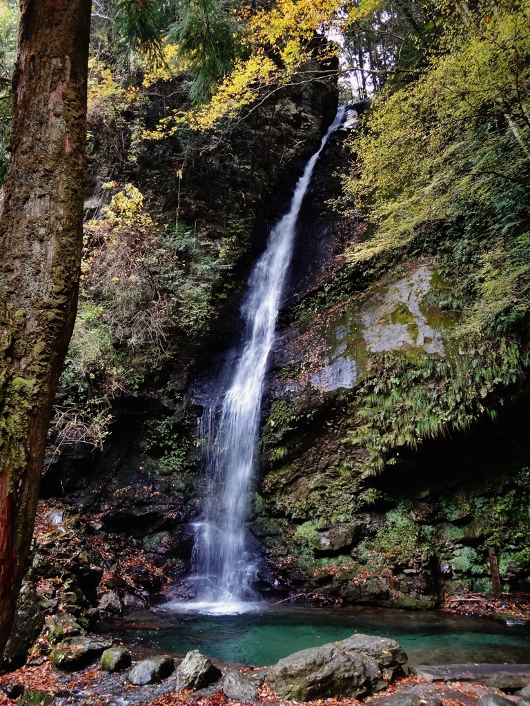 第三千四百三十六作　「もろともに　滝と流れて　散り落ち葉」　徳島県祖谷