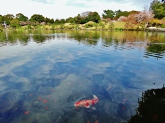 第三千九百二十四作　「花びらの　ひとひら吸ふや　錦鯉」　熊本県水前寺