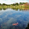 第三千九百二十四作　「花びらの　ひとひら吸ふや　錦鯉」　熊本県水前寺