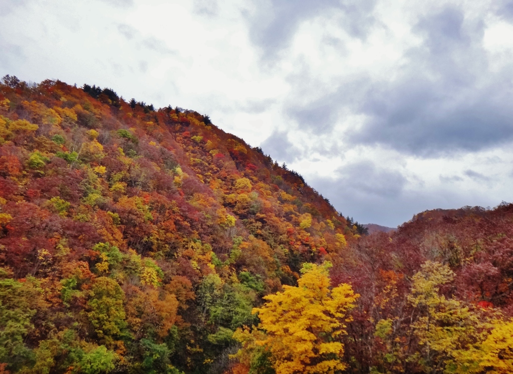 第二千三百十四作　「しぐれて　しつとり　山の木の葉」　山形県寒河江