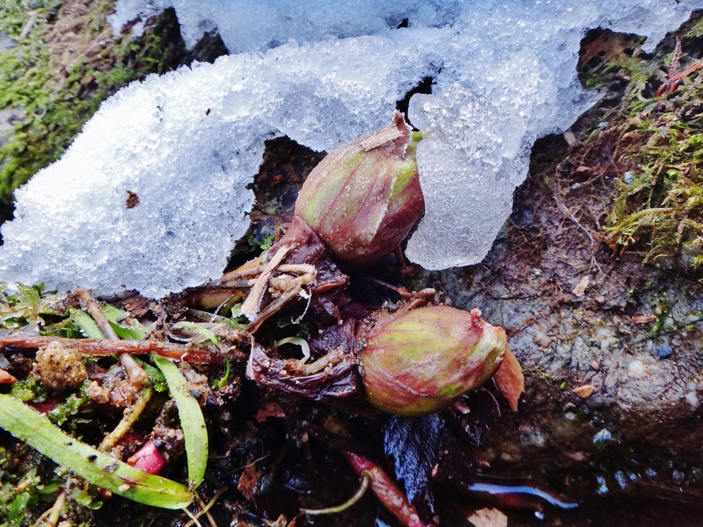 第三千五百二十三作　「雪解け　ぽたぽた　水へと還へり」　福井県大納