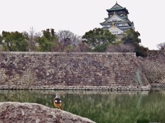 第四千二百五十三作　「寒空の　城見上ぐるや　常鶲」　大阪府大阪