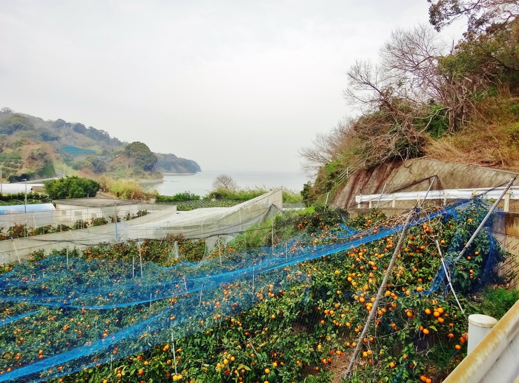 第三千九百二十三作　「ふたたび島へ　　柑子たわわに」　愛媛県興居島