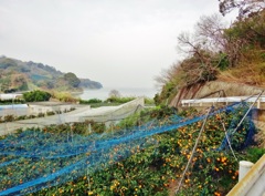 第三千九百二十三作　「ふたたび島へ　　柑子たわわに」　愛媛県興居島