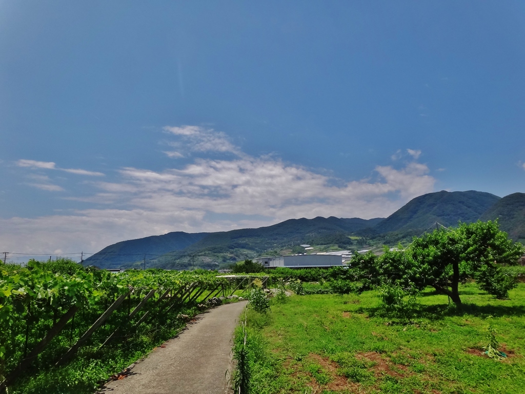 第七百二十七作　　「青々繁れる　ぶどう棚　青々」　山梨県山梨　