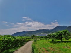 第七百二十七作　　「青々繁れる　ぶどう棚　青々」　山梨県山梨　