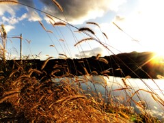 第四千百三十五作　「枯れ草踏んで　まして寂しい　日暮かな」　福島県浪江