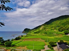 第二千五百九十五作　「ただ生きて　それでよろしい　稲の風」　石川県輪島