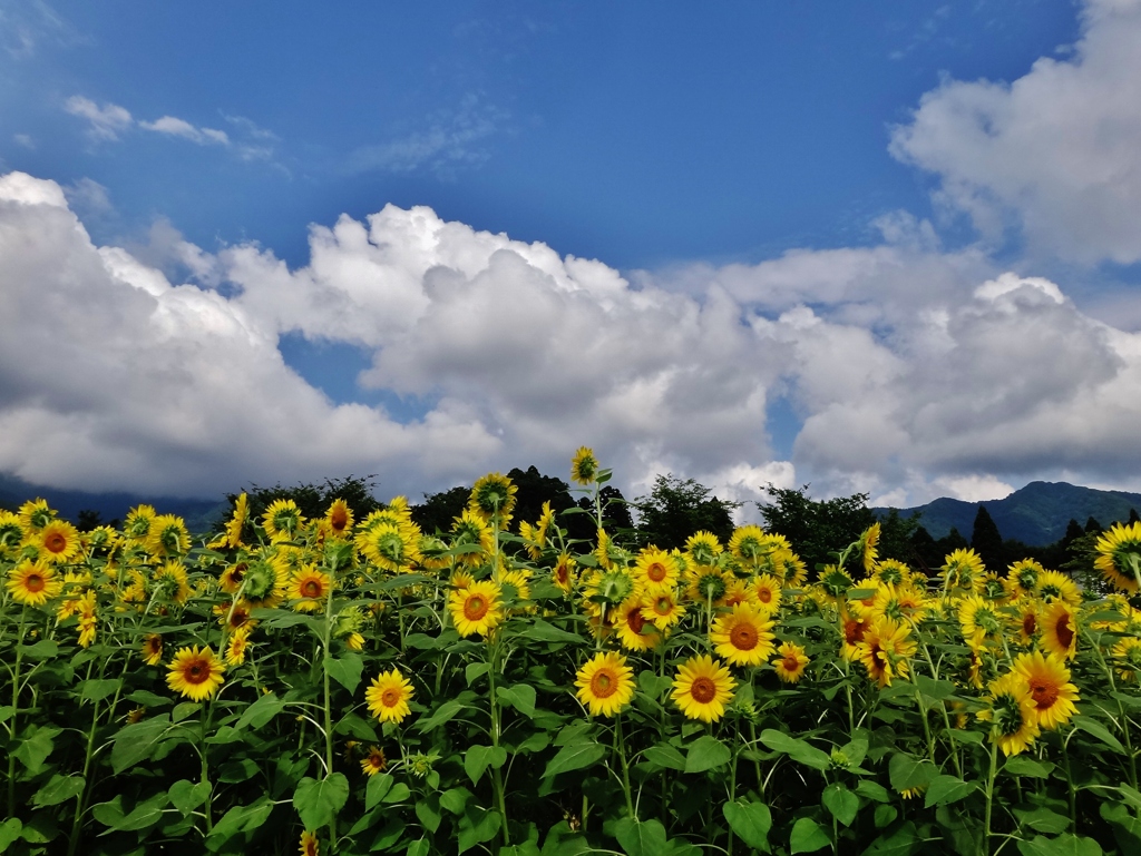 第千八百四十作　　「今、梅雨が明けたねと笑ふ　ひまわり満天」　福井県阪谷