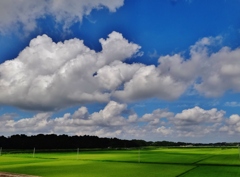 第二千九百六十七作　「風を知る　田に映る　雲影」　茨城県ひたちなか