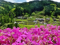 第三千二百十六作　「うつすら汗ばみて　花や茶や」　高知県池川