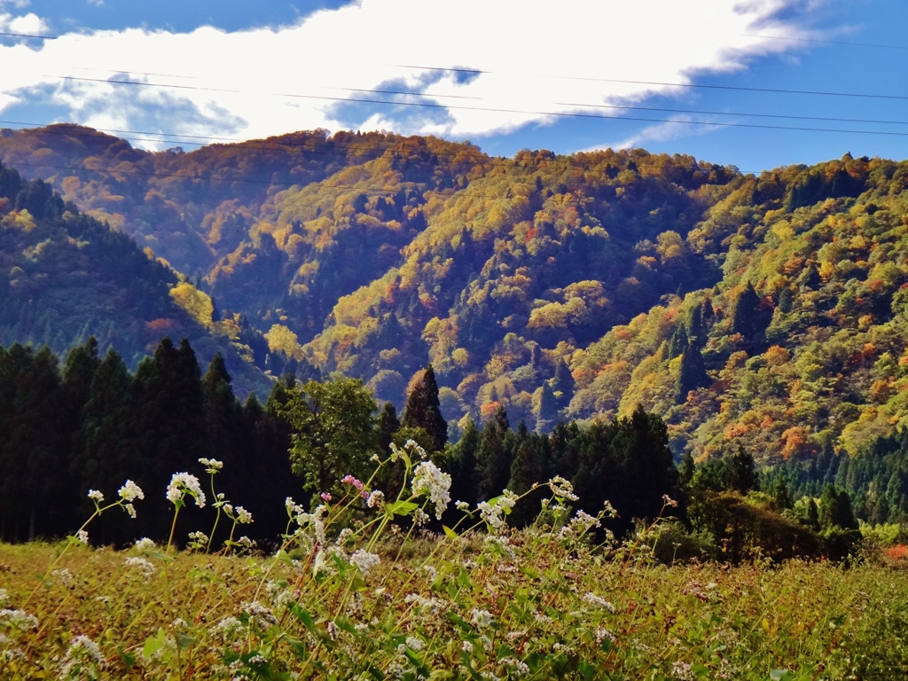 第三千三十六作　「蕎麦の花　こぼるる　山の色づいて」　富山県粟巣野