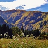 第三千三十六作　「蕎麦の花　こぼるる　山の色づいて」　富山県粟巣野