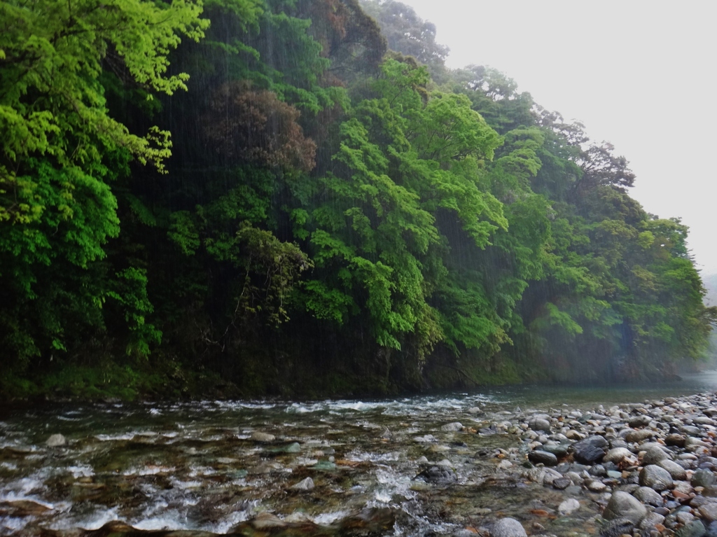 第三千二百五十作　「うなだるる　雨に叩かれ　樹々もわたしも」　静岡県浦川