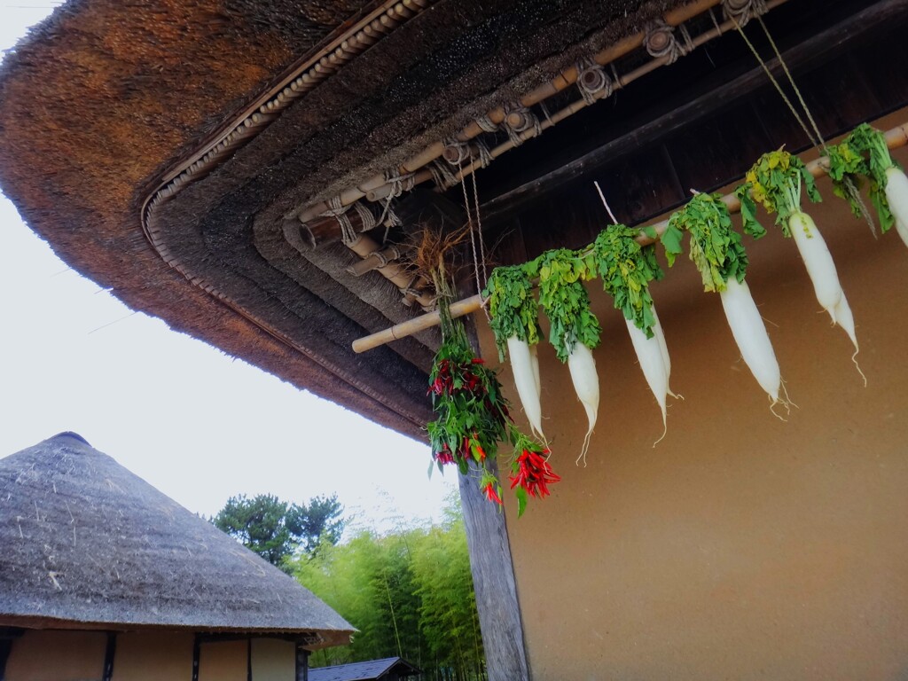 第四千百七十八作　「唐辛大根　干されて冬を　待ちにけり」　茨城県ひたちなか