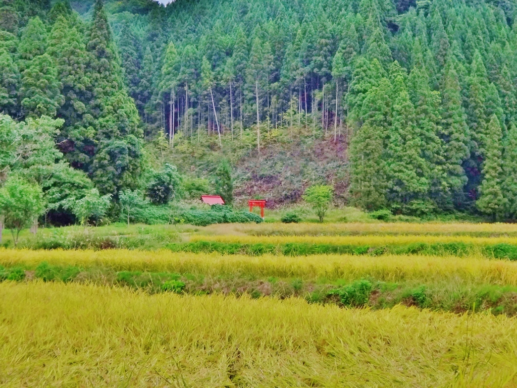 第四千八十四作　「色付くや　稲田の果ての　鎮守かな」　秋田県湯沢