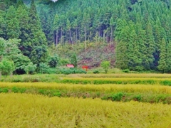 第四千八十四作　「色付くや　稲田の果ての　鎮守かな」　秋田県湯沢