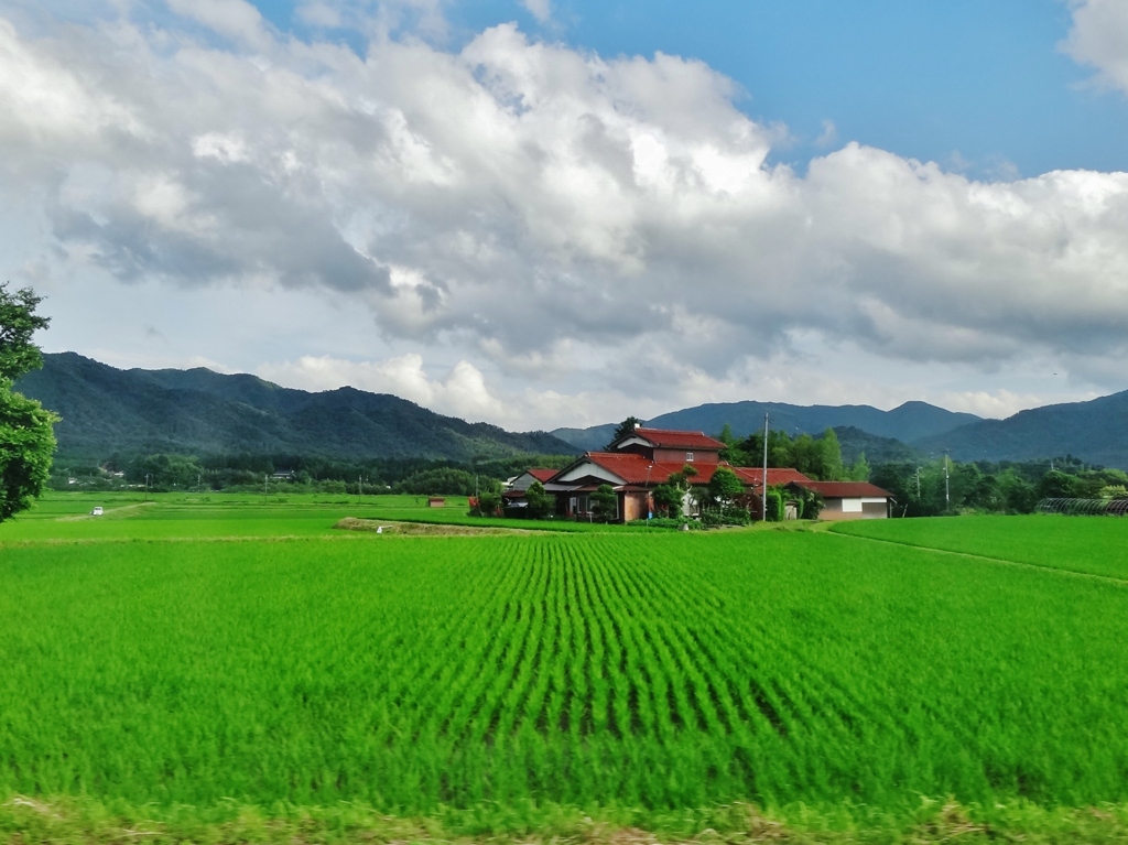 第二千百六十八作　「梅雨の晴れ間の　稲がまつすぐ」　山口県阿東