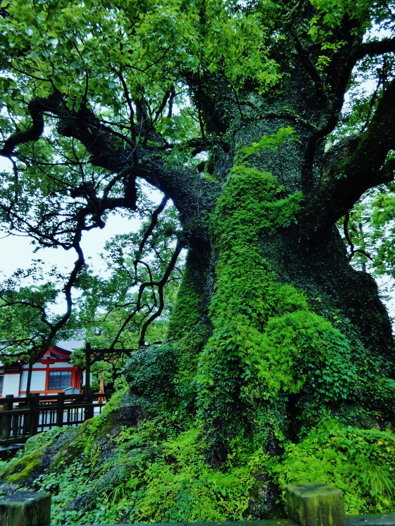 第四千二作　「大楠に寄らば　おだやかな雨」　鹿児島県蒲生