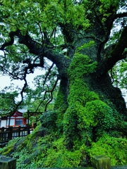 第四千二作　「大楠に寄らば　おだやかな雨」　鹿児島県蒲生
