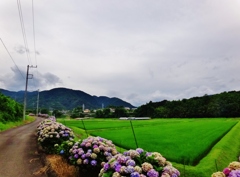第三千六百四十九作　「しぐれてきさうな　紫陽花の　どこまで続く」　神奈川県南足柄