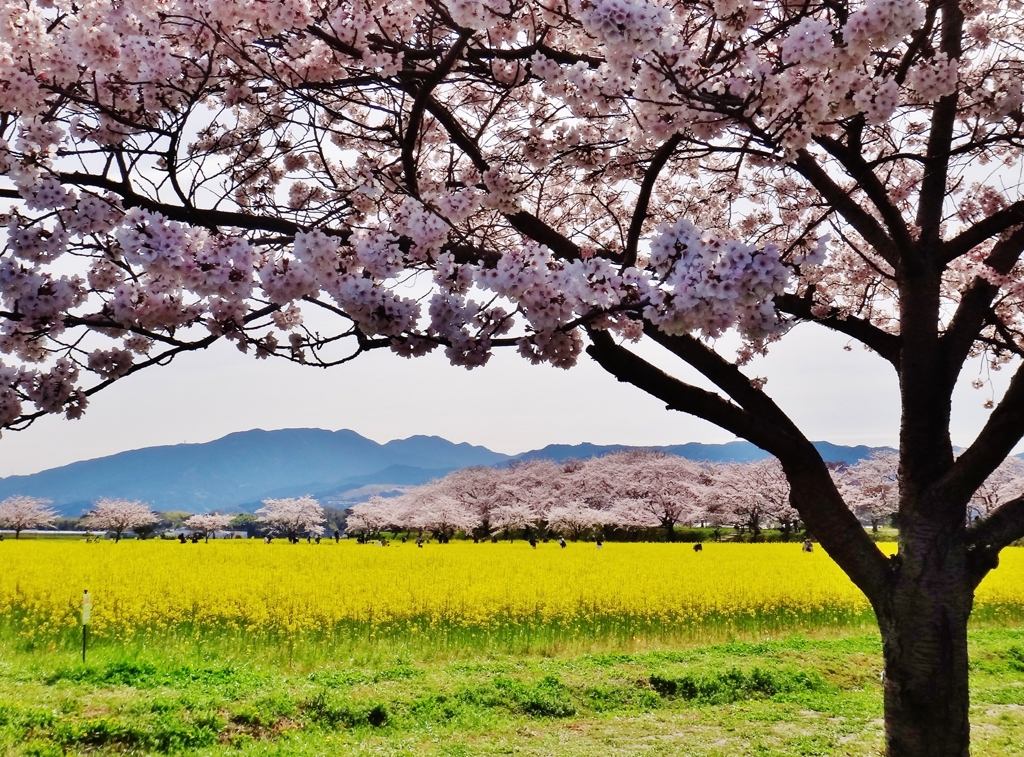 第三千五百六十五作　「いにしへの　山へ重なり　花爛漫」　奈良県橿原