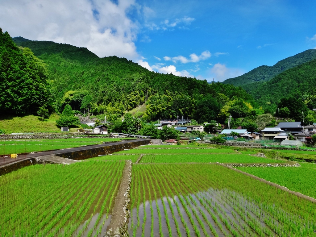 第二千百八十一作　「水田　水を湛へて　水すまし」　山梨県南部