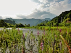 第二千二百三十五作　「ほっかり沼が　それをめぐつて青草」　群馬県矢木沢