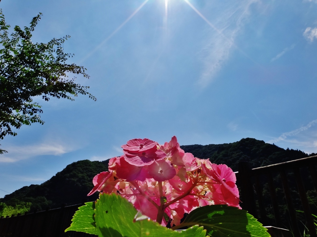 第二千五百四十六作　「陽射しうれしく　予報は雨で　あつたけど」　埼玉県二瀬