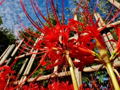 第千九百六作　　「ひらいて　ひつそり　お彼岸の花」　山口県小郡