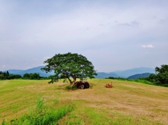 第二千五百九十六作　「さつぱり刈られて　草の香を吸ふ」　秋田県湯沢