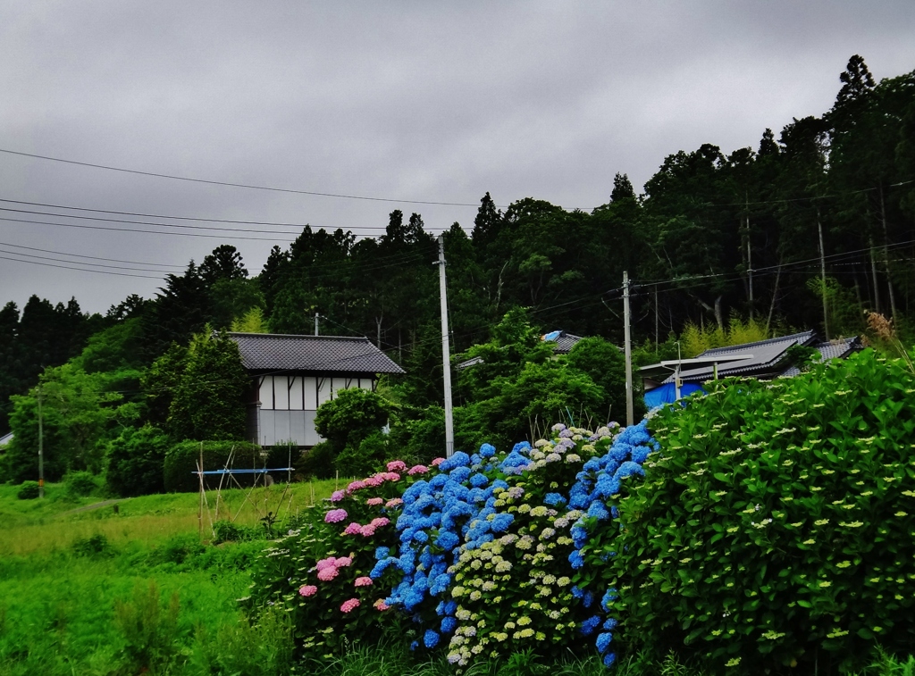 第二千九百九作　「降りさうで　降らない空は　紫陽花の移り気」　福島県南相馬