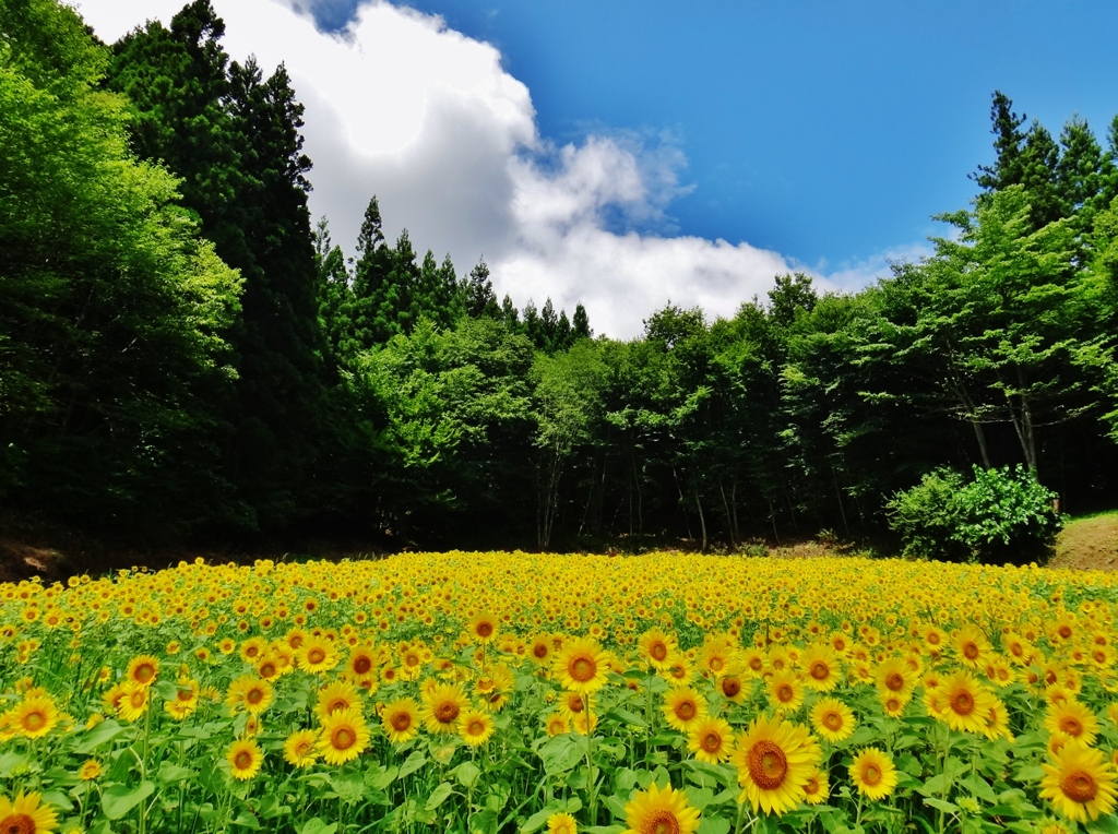 第二千九百五十八作　「野分など　素知らぬ顔で　向日葵の花」　福島県飯舘