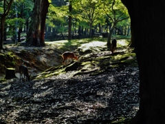 第二千九百九十九作　「神鹿や　朝のひかりの　草食んでゐる」　奈良県奈良