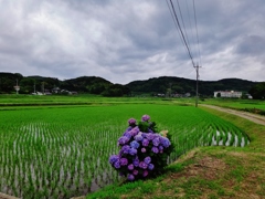 第千七十四作　　「しとどに濡れる　あじさいは　あざやか」　山口県美祢