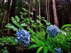 第二千二百十五作　「その先は杉山となり　紫陽花のひと株」　福島県楢葉