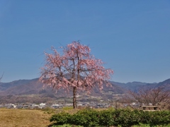 第六百四十七作　　「心すなほに　一本桜の　花と咲く」　徳島県阿波