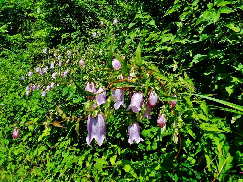 第三千六百四十作　「梅雨の間の　ほたるぶくろの　花ざかり」　静岡県浦川