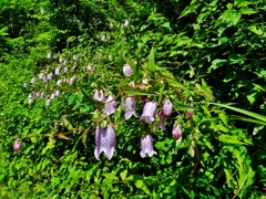 第三千六百四十作　「梅雨の間の　ほたるぶくろの　花ざかり」　静岡県浦川