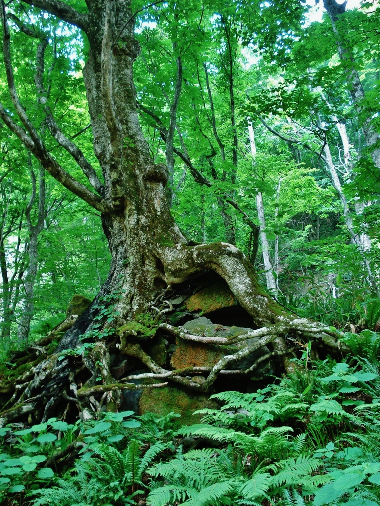 第七百四十三作　「生き抜ひて　岩を抱える根の強さに　手を合はさる」　宮城県栗駒　