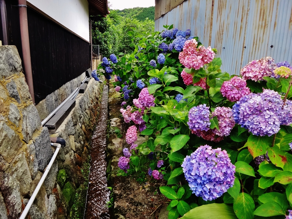 第七百十四作　　「雨雲と雨雲の　あい間に紫陽花」　島根県津和野　